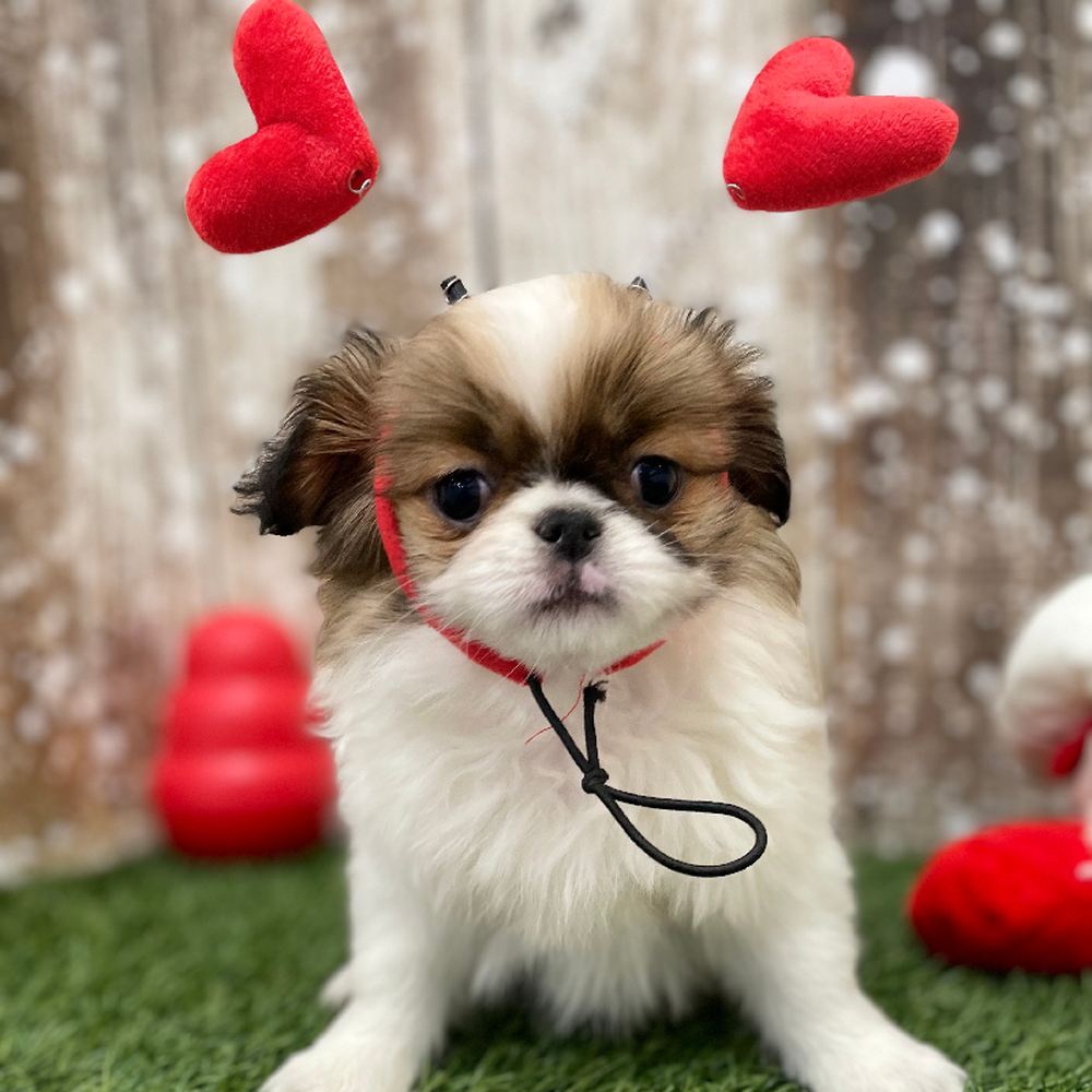 Female Japanese Chin Puppy for Sale in Braintree, MA