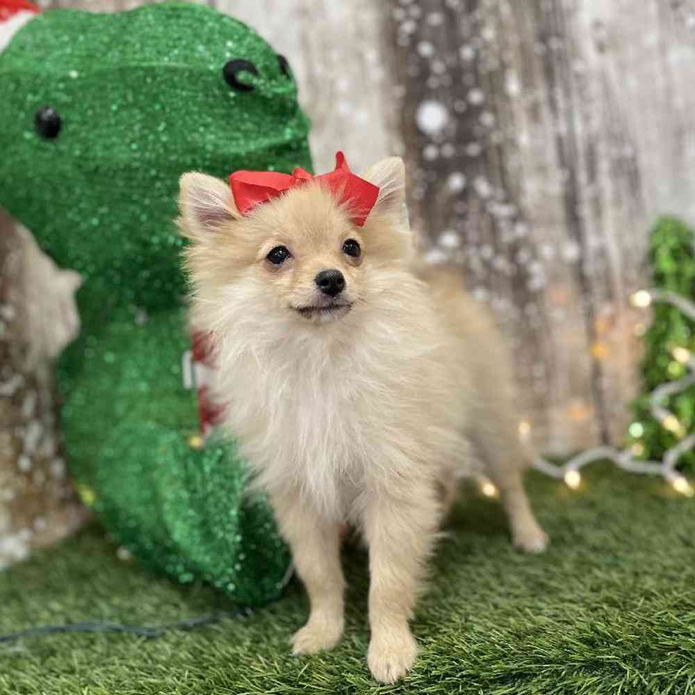 Female Pomeranian Puppy for Sale in Braintree, MA