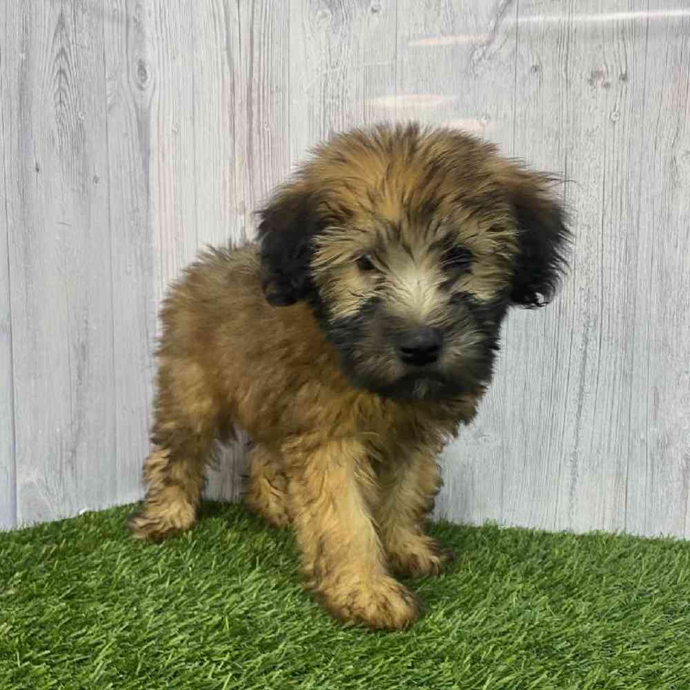 Female Soft Coated Wheaten Terrier Puppy for Sale in Saugus, MA