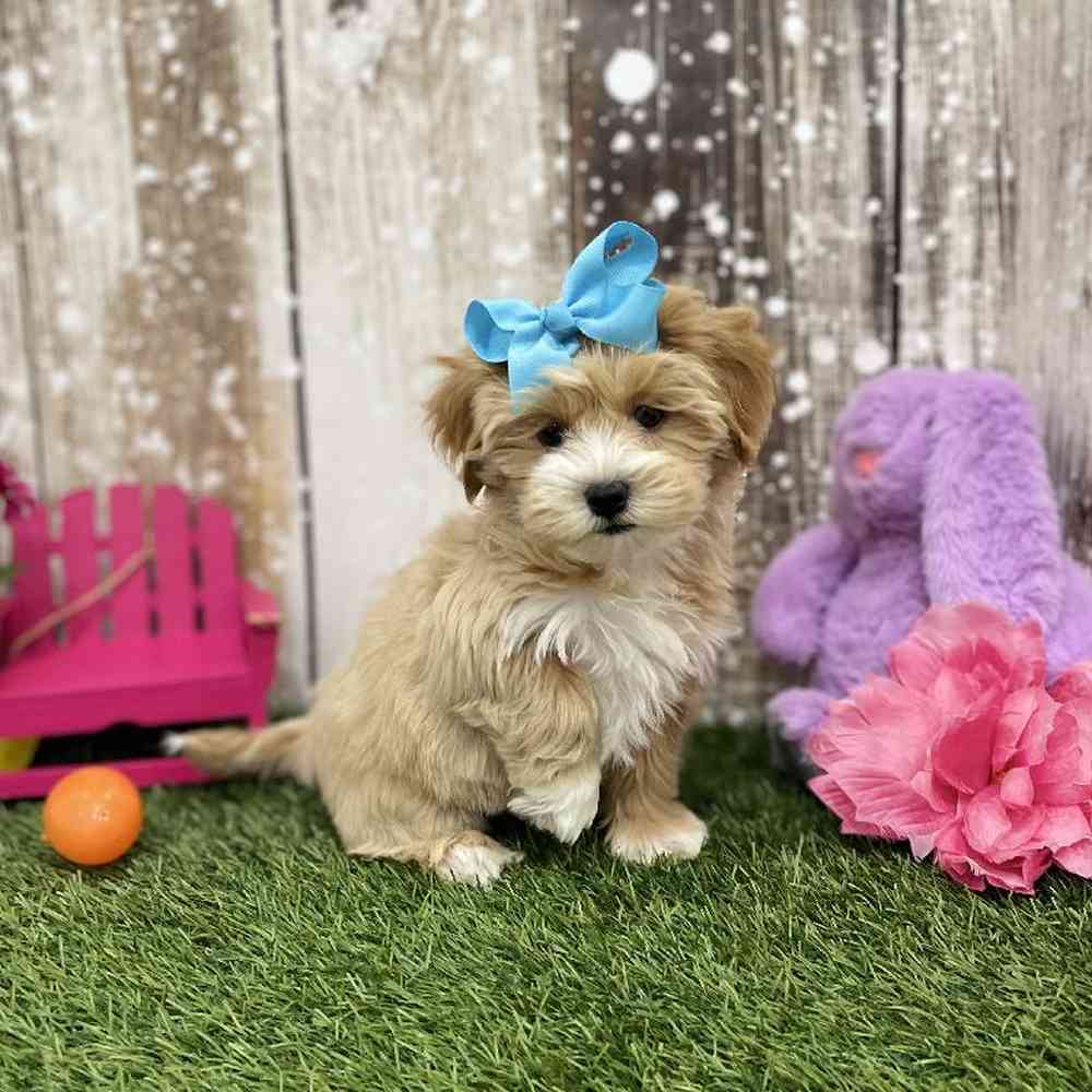 Female Lhasa-Poo Puppy for Sale in Braintree, MA