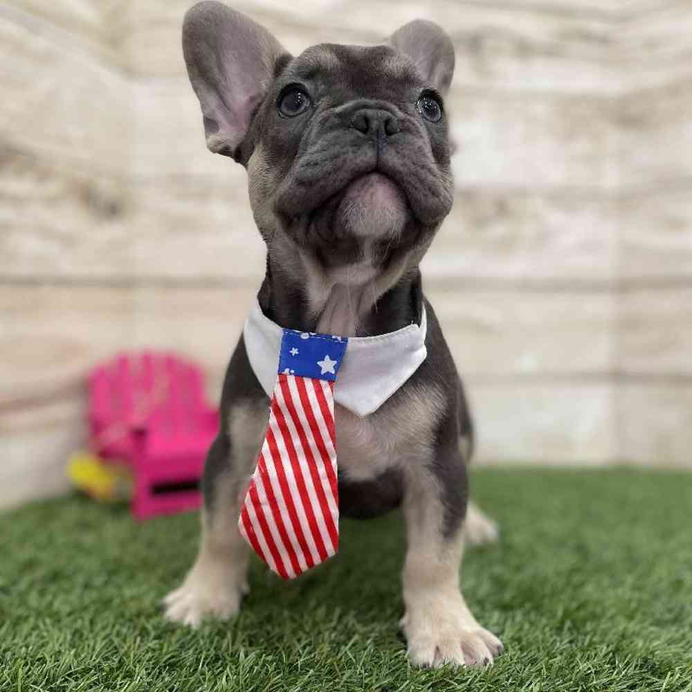 Male French Bulldog Puppy for Sale in Braintree, MA