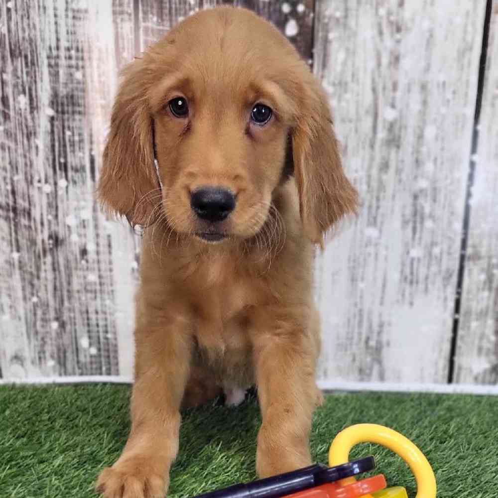 Male Golden Retriever Puppy for Sale in Saugus, MA