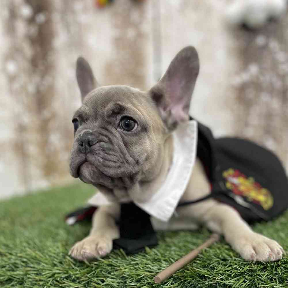 Male French Bulldog Puppy for Sale in Braintree, MA