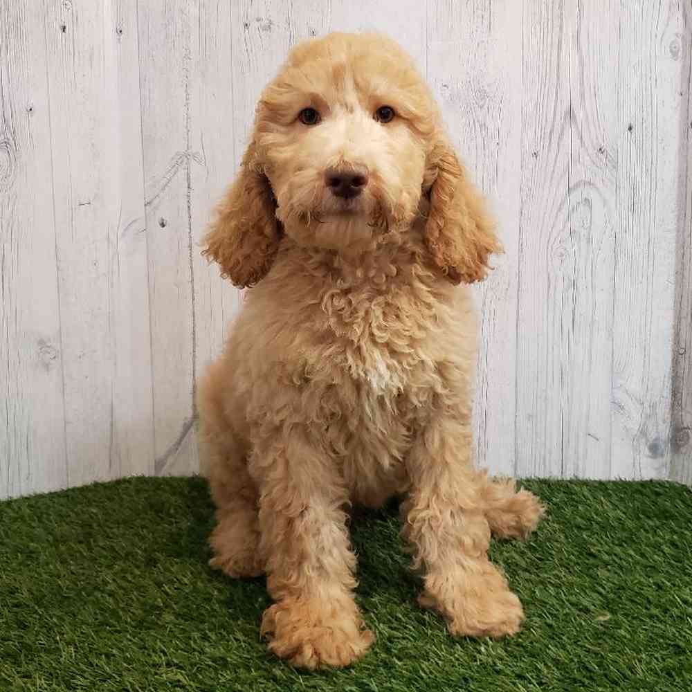 Male Standard Poodle Puppy for sale
