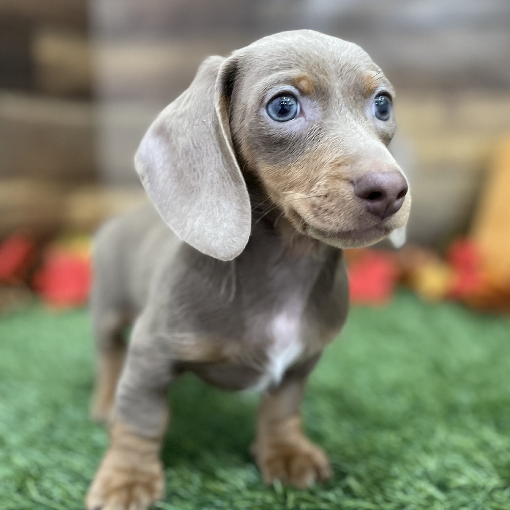 Male Dachshund Puppy for Sale in Braintree, MA