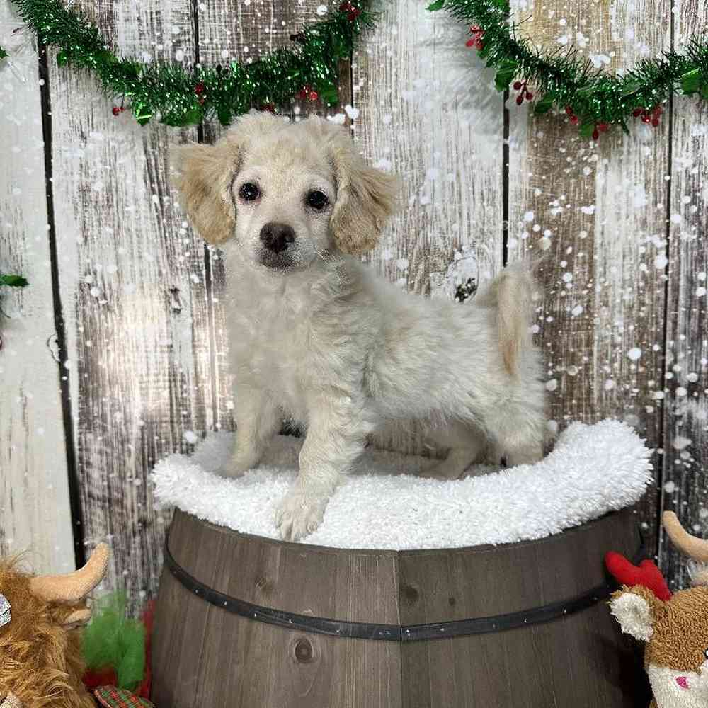 Male Cockapoo 2nd Gen Puppy for Sale in Saugus, MA