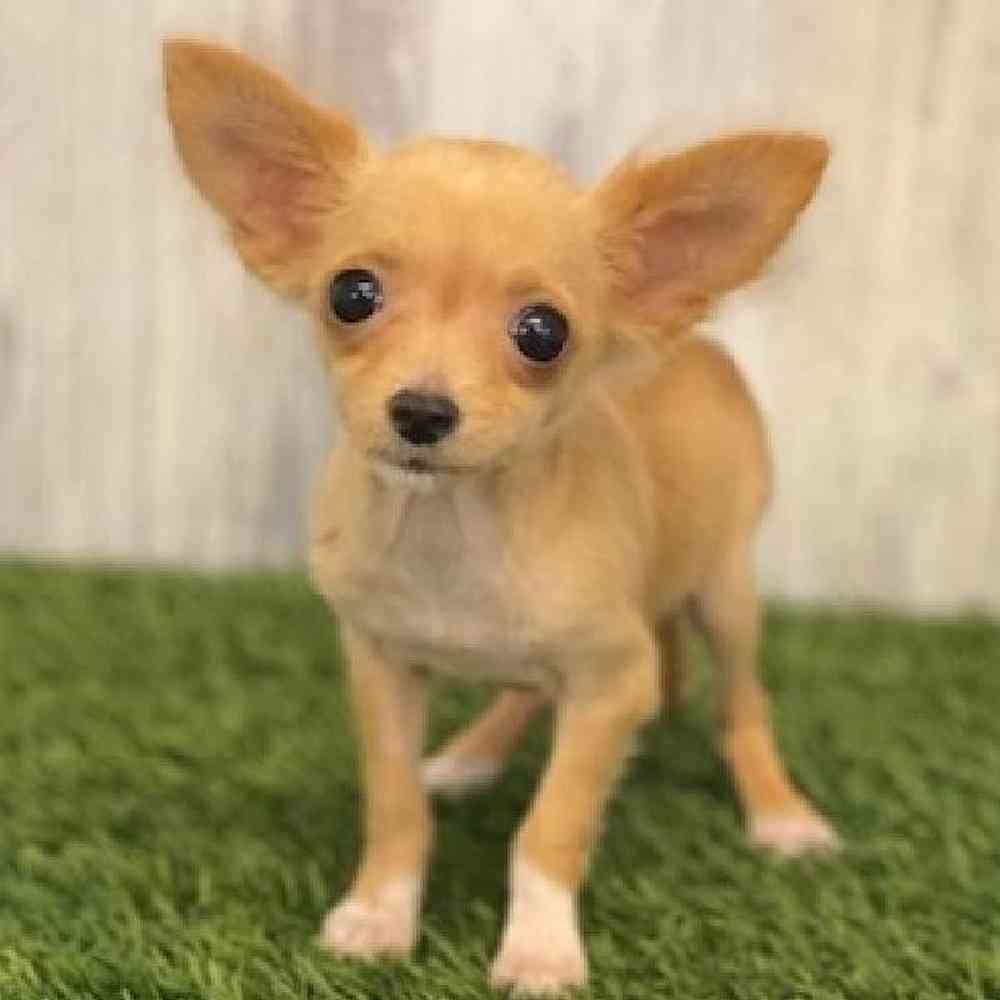 Male Chihuahua Puppy for sale