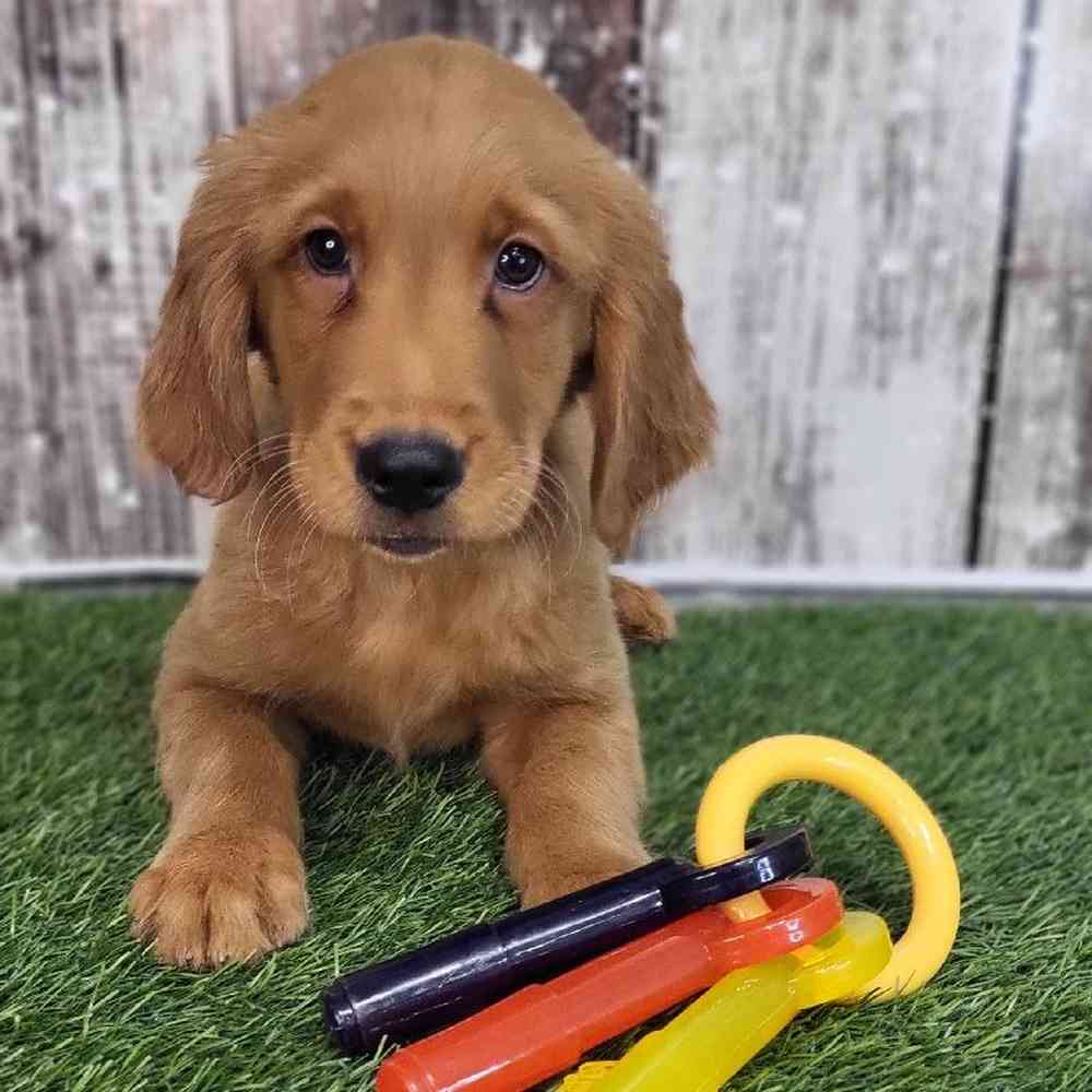 Male Golden Retriever Puppy for Sale in Saugus, MA