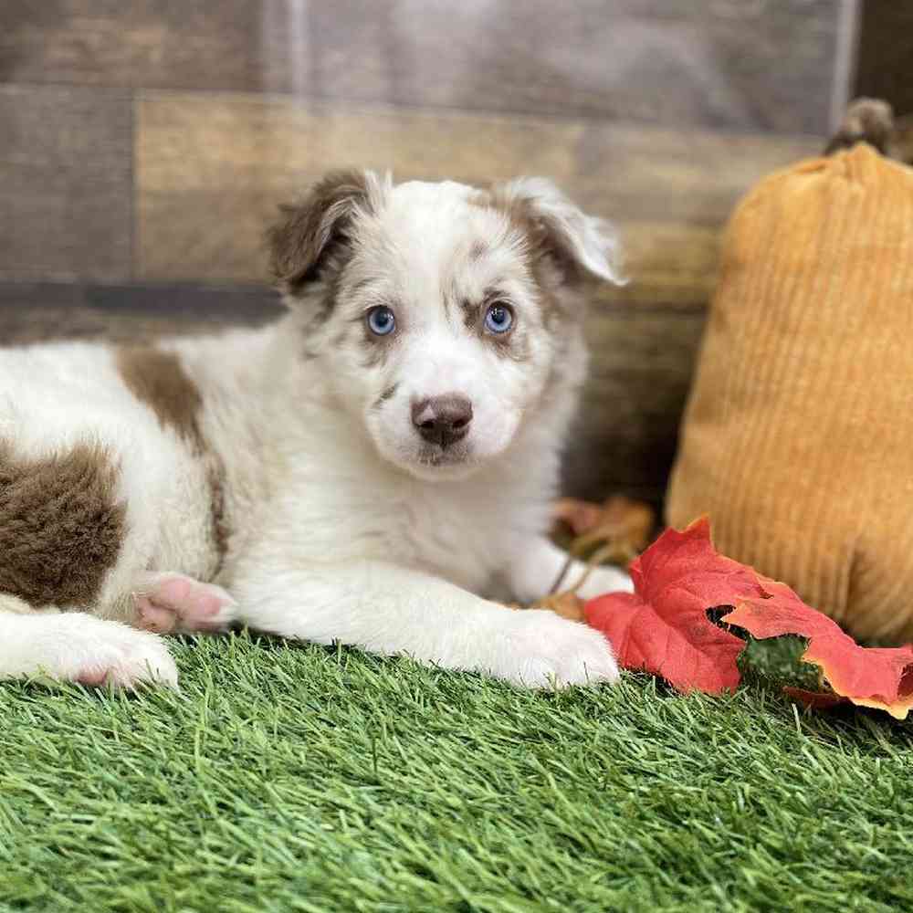 Female Miniature Australian Shepherd Puppy for Sale in Braintree, MA