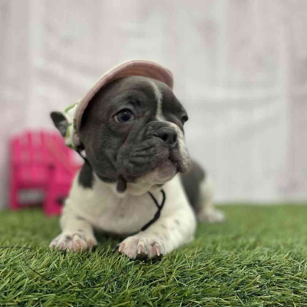 Female French Bulldog Puppy for Sale in Braintree, MA