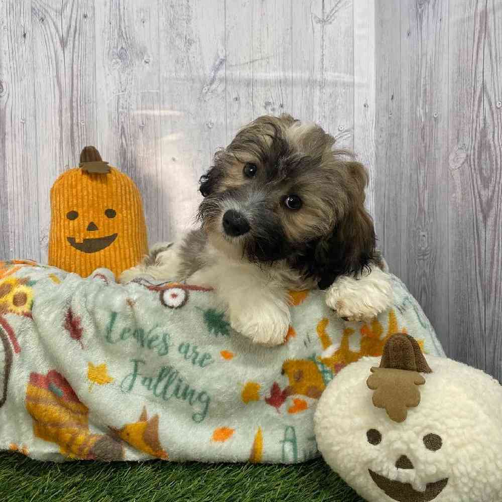 Male Hava-Chon Puppy for Sale in Saugus, MA