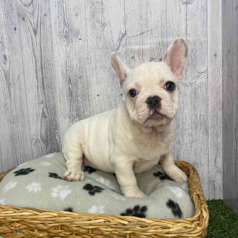 Male French Bulldog Puppy for Sale in Saugus, MA