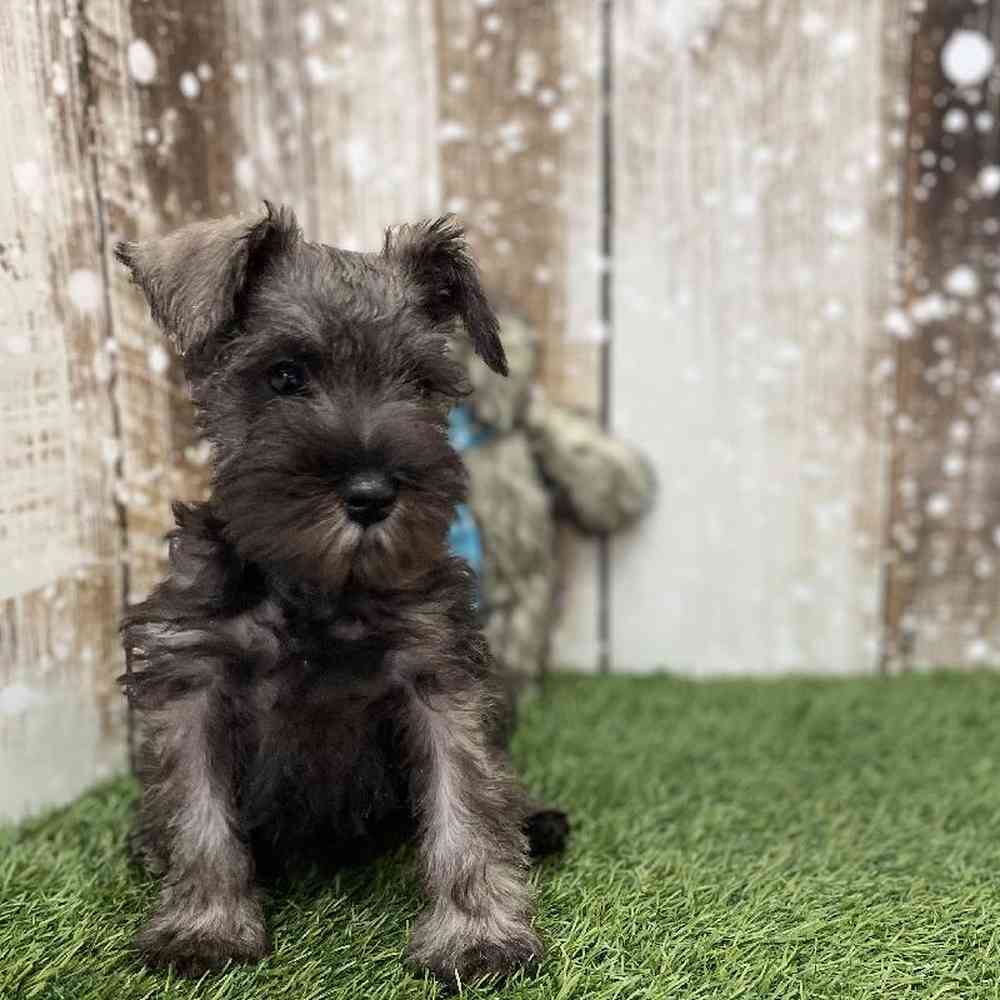 Male Miniature Schnauzer Puppy for Sale in Braintree, MA