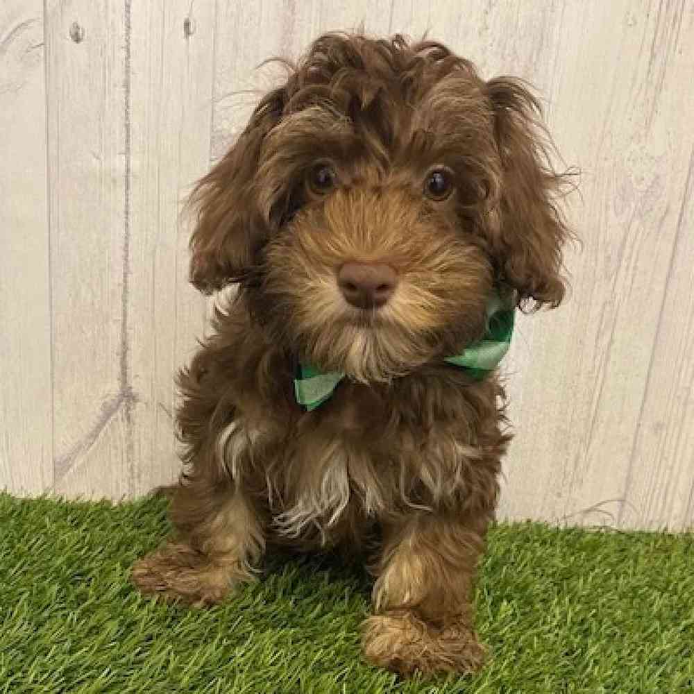 Male Havanese Puppy for sale