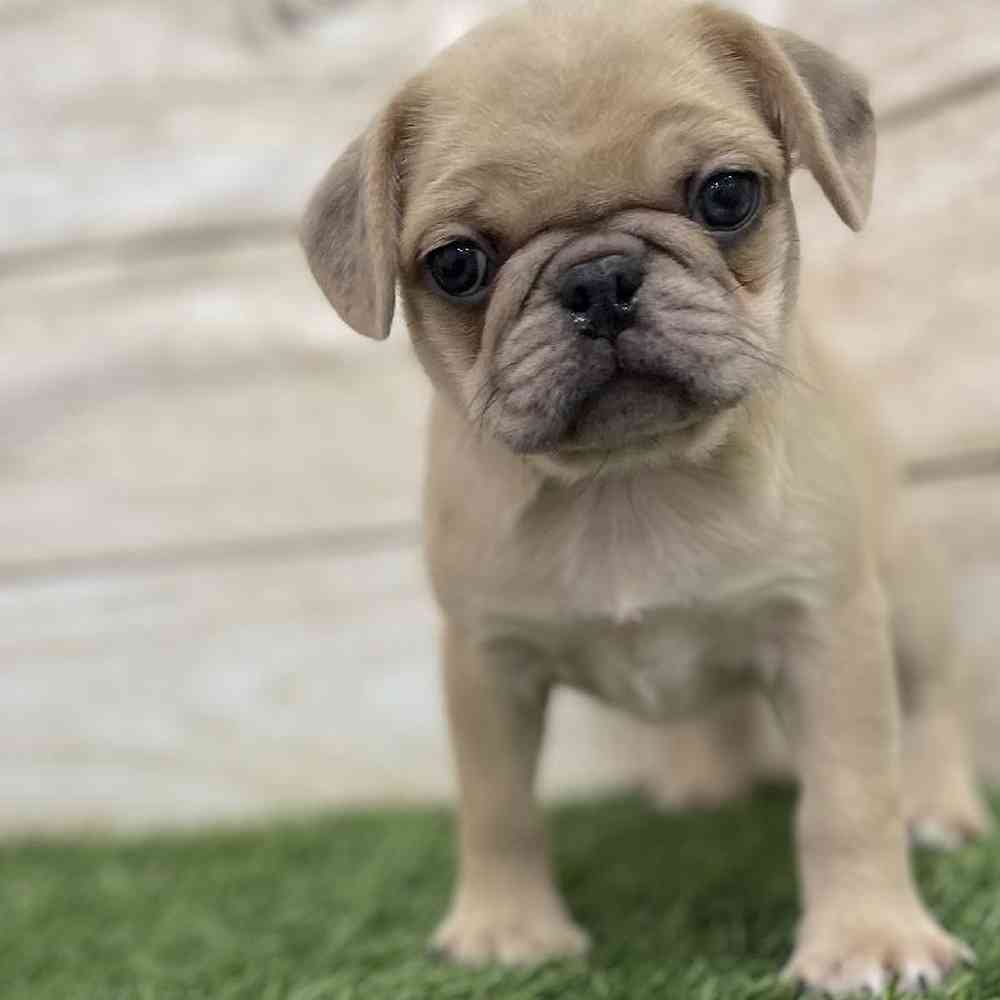 Female Pug Puppy for Sale in Braintree, MA