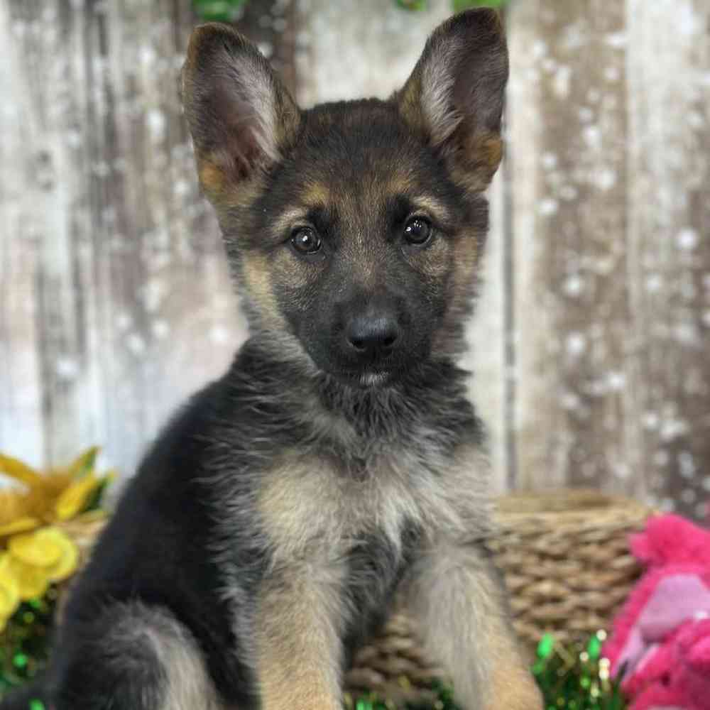 Female German Shepherd Dog Puppy for Sale in Saugus, MA