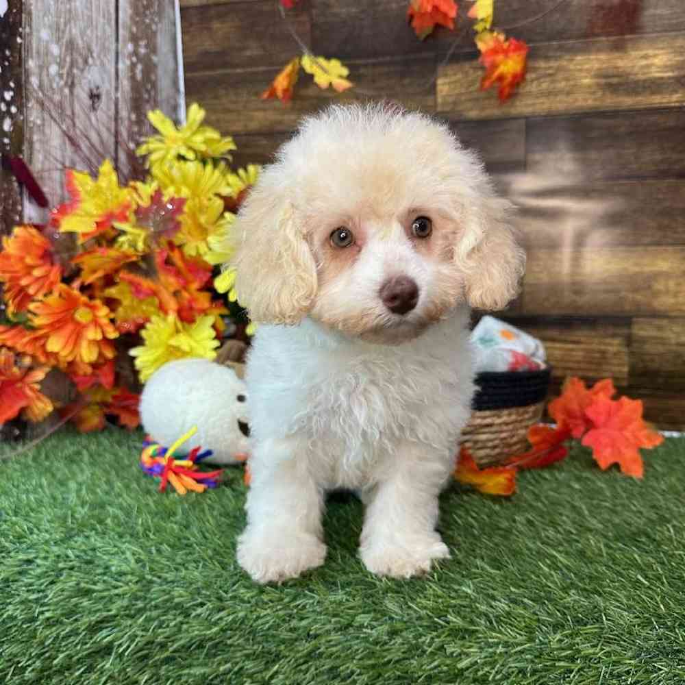 Female Mini NewfyPoo Puppy for Sale in Saugus, MA