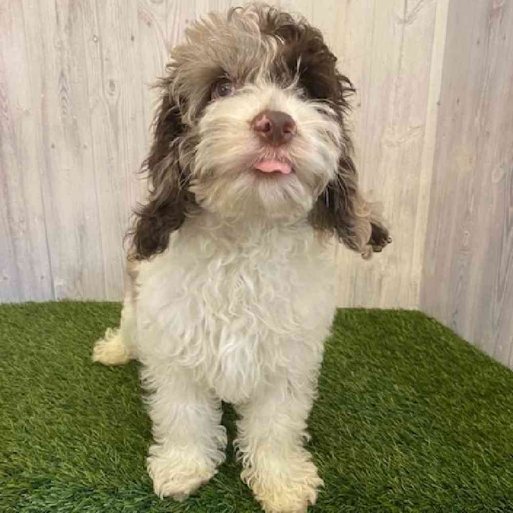 Male Cockapoo Puppy for sale