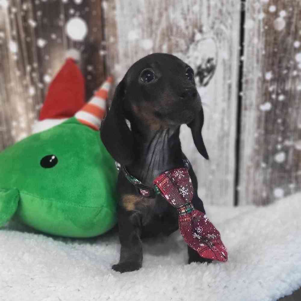 Male Dachshund Puppy for Sale in Saugus, MA