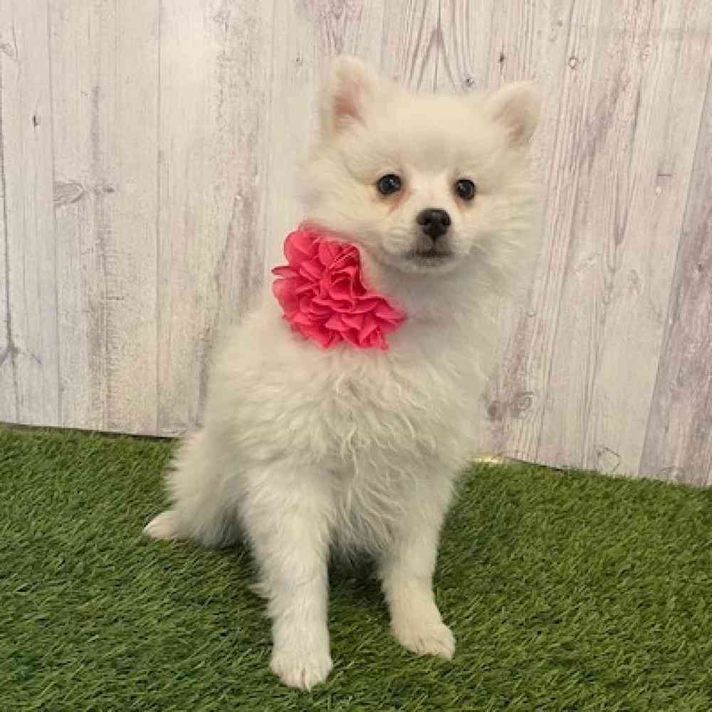Female American Eskimo Puppy for Sale in Saugus, MA