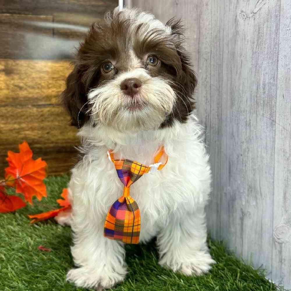Male Havanese Puppy for Sale in Saugus, MA