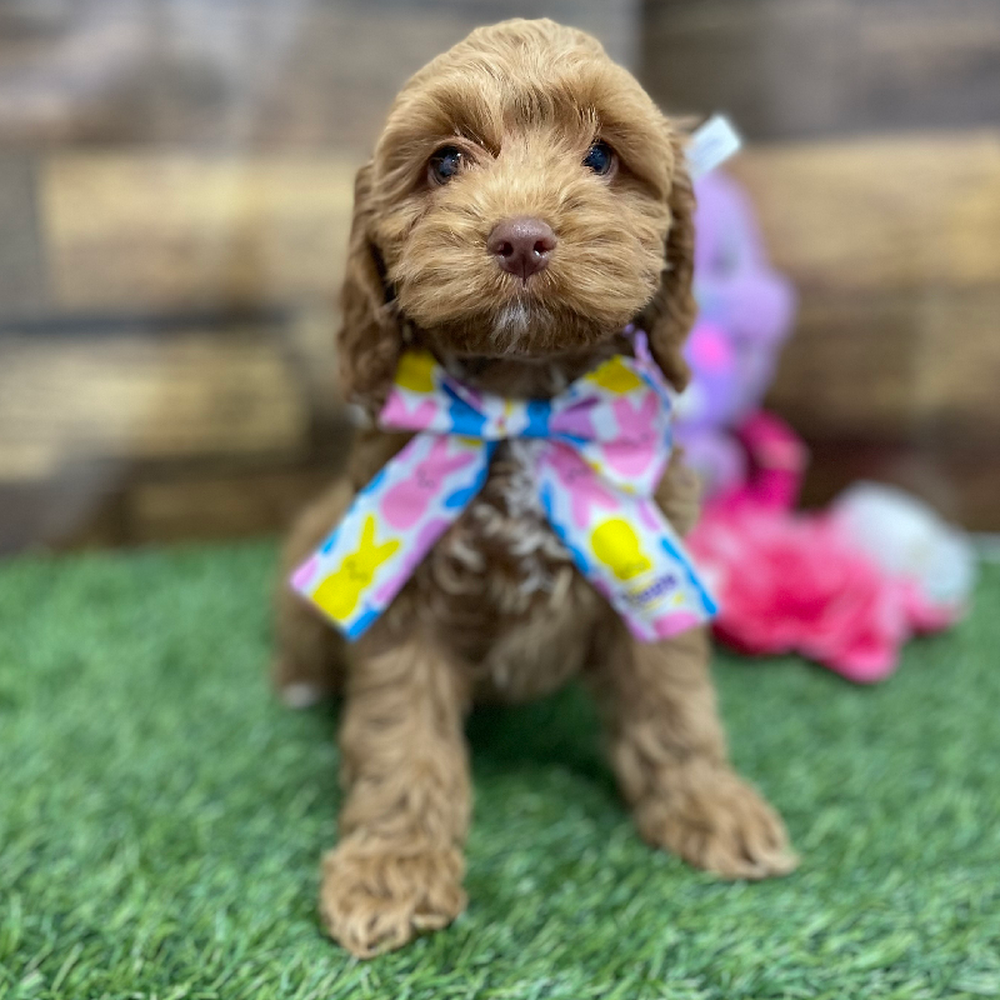 Female Cockapoo Puppy for Sale in Braintree, MA