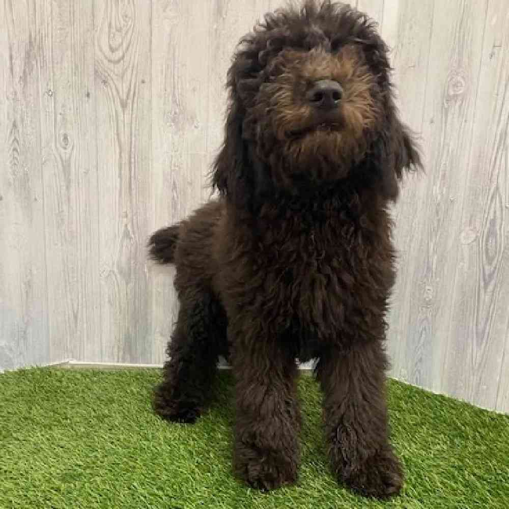 Male Poodle Moyen (Medium) Puppy for Sale in Braintree, MA