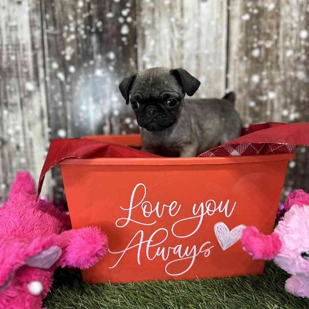 Female Pug Puppy for Sale in Saugus, MA