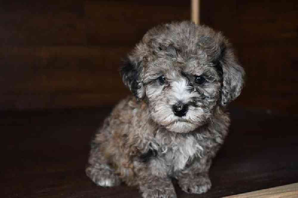 Female Poodle Toy Puppy for Sale in Braintree, MA