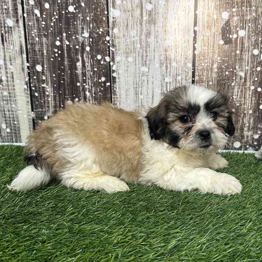 Male Teddy Bear (Zuchon) Puppy for Sale in Saugus, MA