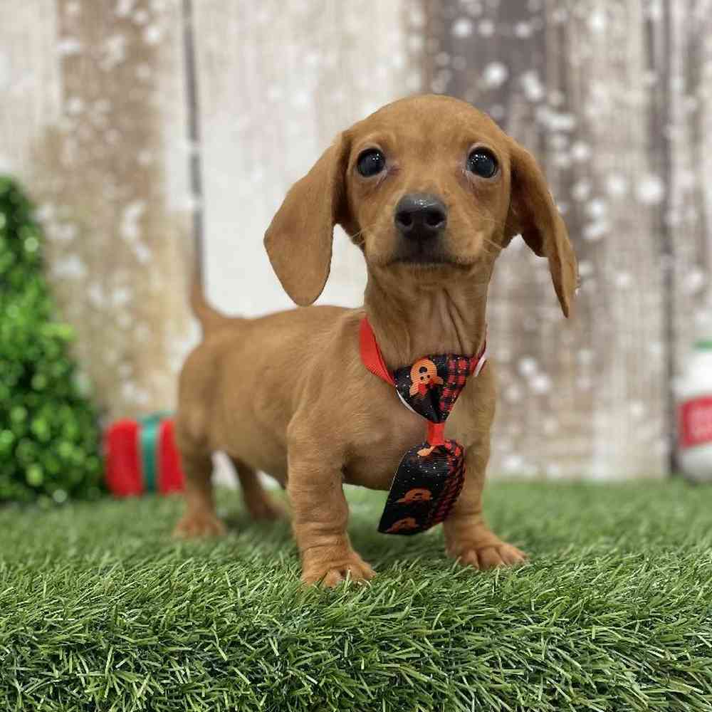 Male Dachshund Puppy for Sale in Braintree, MA