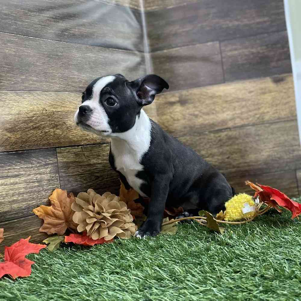 Female Boston Terrier Puppy for Sale in Braintree, MA