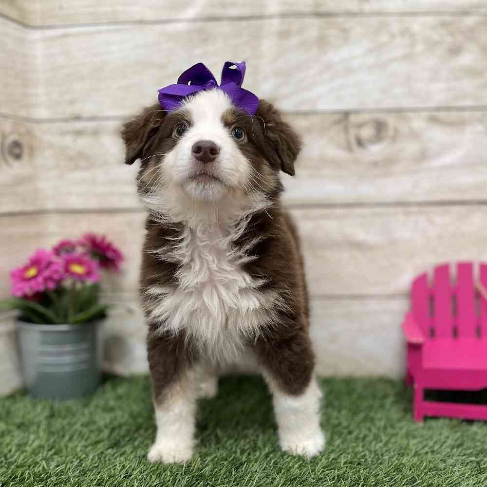 Female Miniature Australian Shepherd Puppy for Sale in Braintree, MA