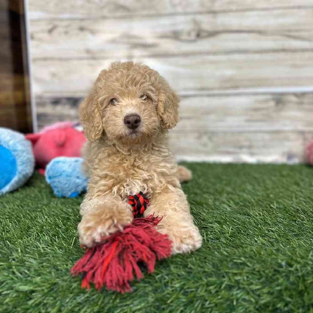 Mini Goldendoodle 2nd Gen image