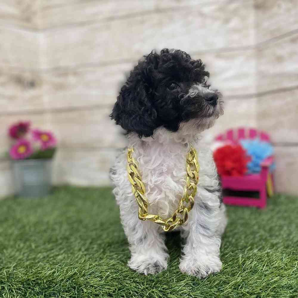 Male Bichon-Poodle Puppy for Sale in Braintree, MA