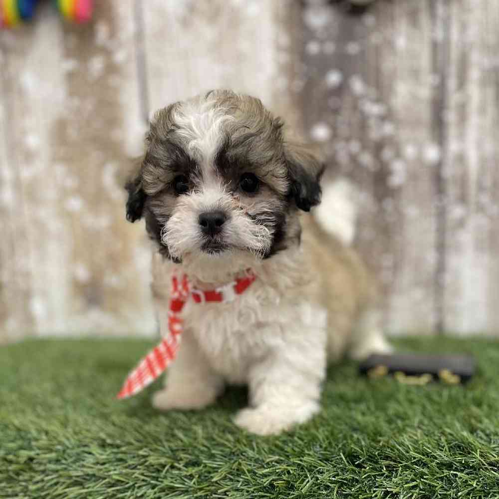 Male Teddy Bear (Zuchon) Puppy for Sale in Braintree, MA