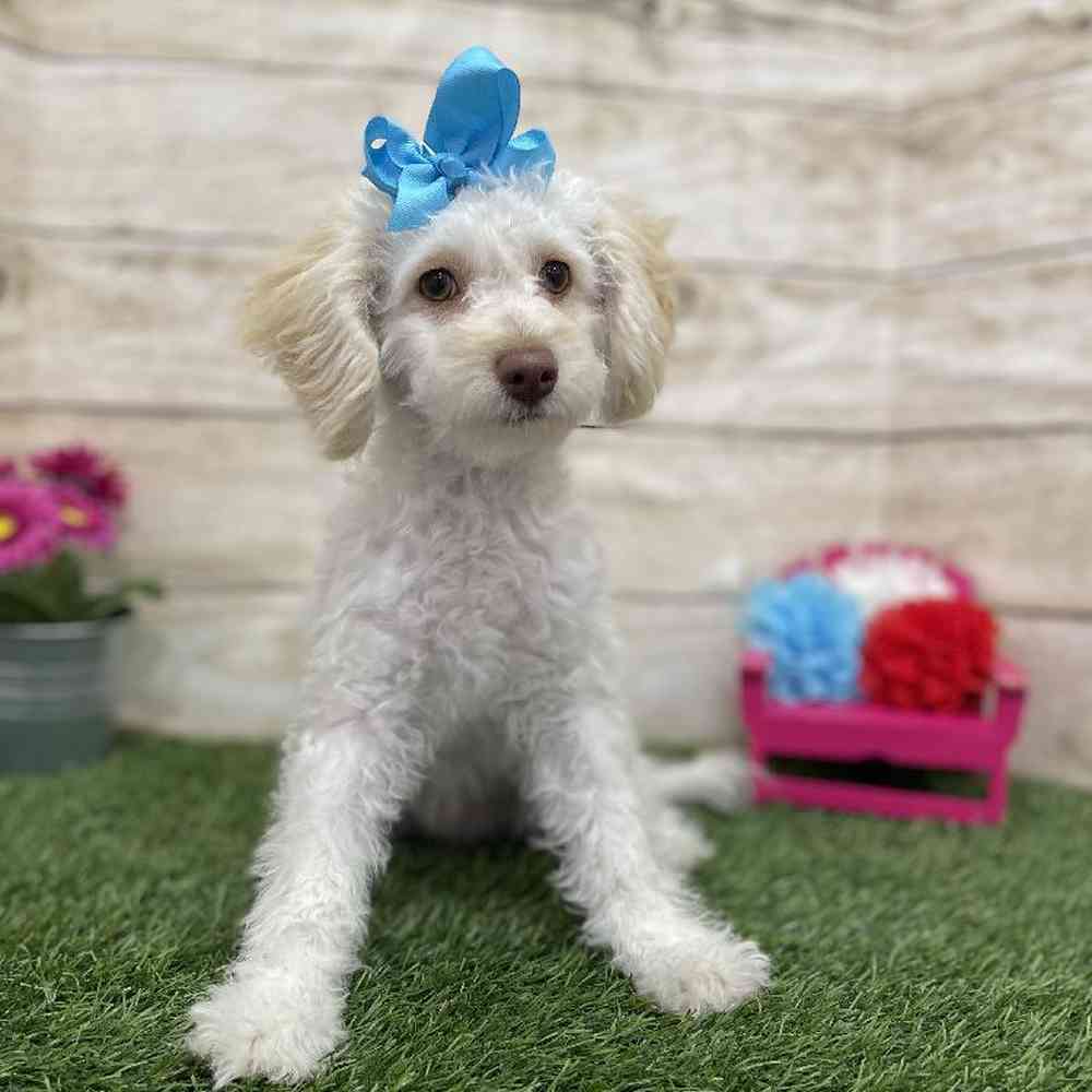 Female Cockapoo 2nd Gen Puppy for Sale in Braintree, MA