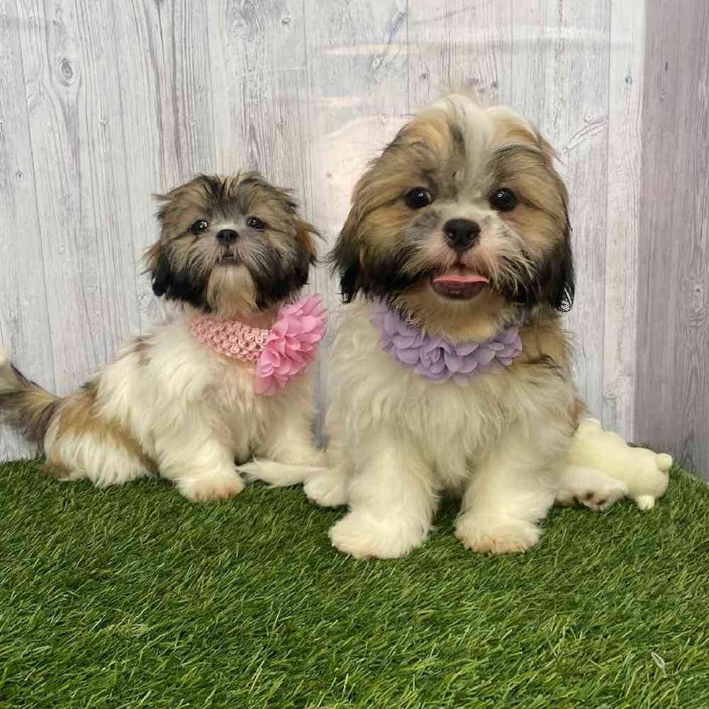 Female Shih Tzu Puppy for Sale in Saugus, MA