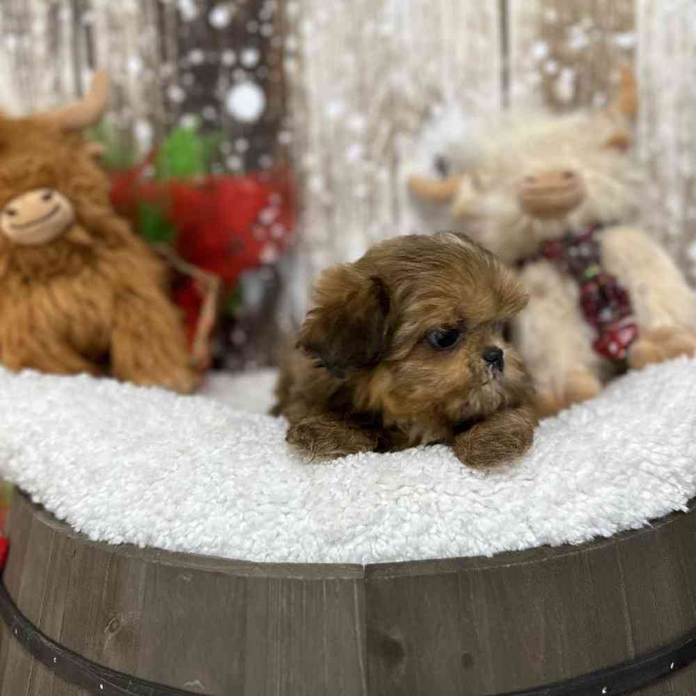 Male Shih Tzu Puppy for Sale in Saugus, MA