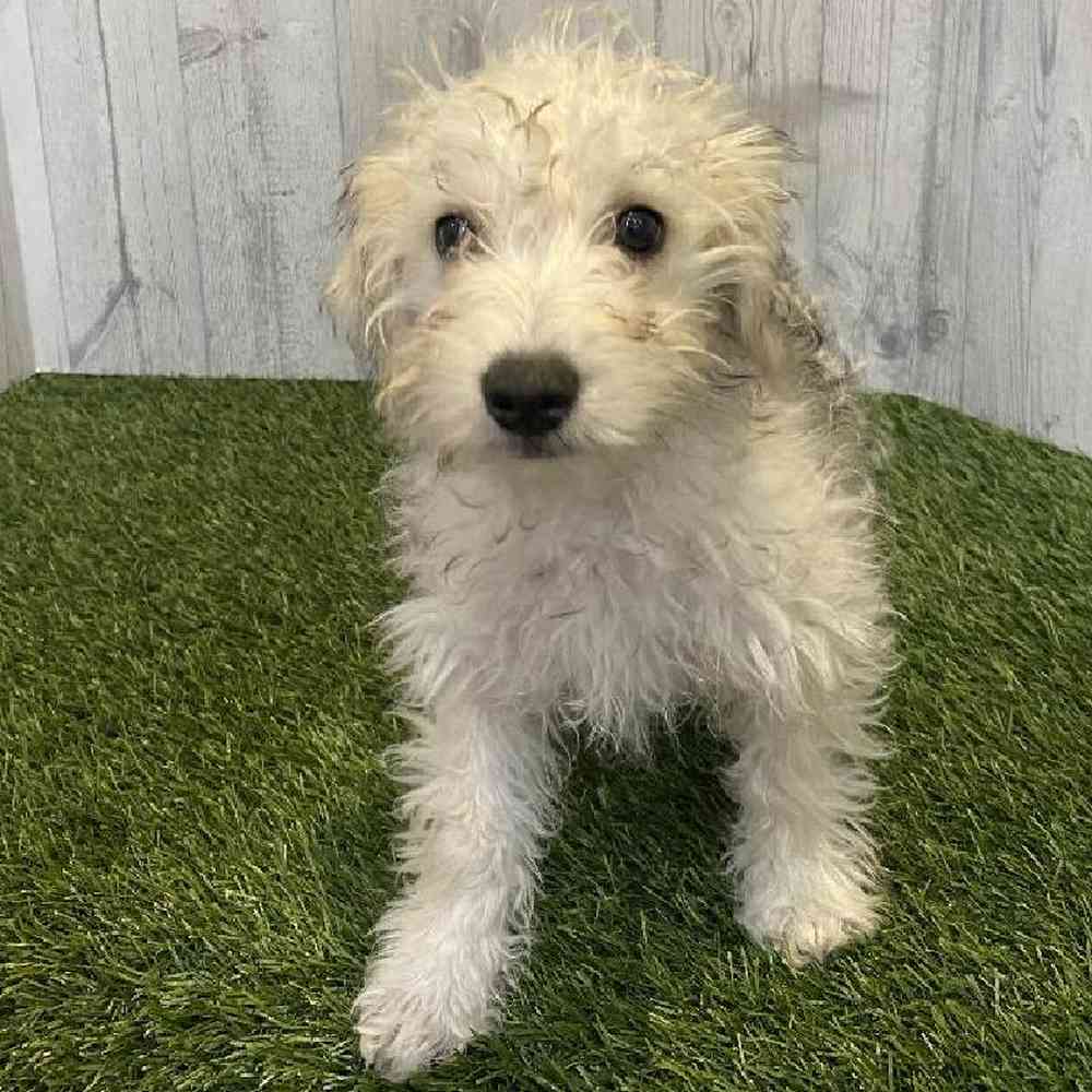 Male Chonzer (Bichon/Min Schnauzer) Puppy for sale