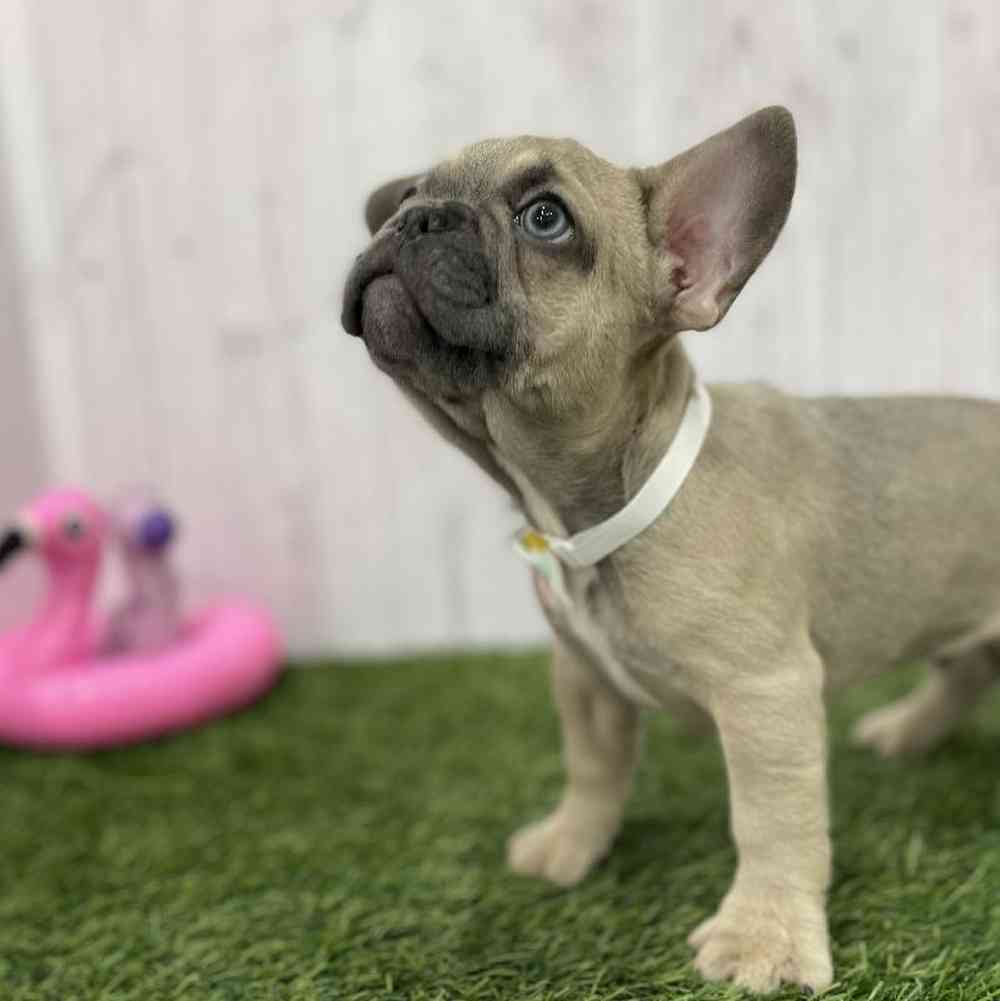 Male French Bulldog Puppy for Sale in Braintree, MA