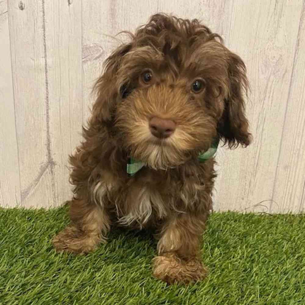 Male Havanese Puppy for sale