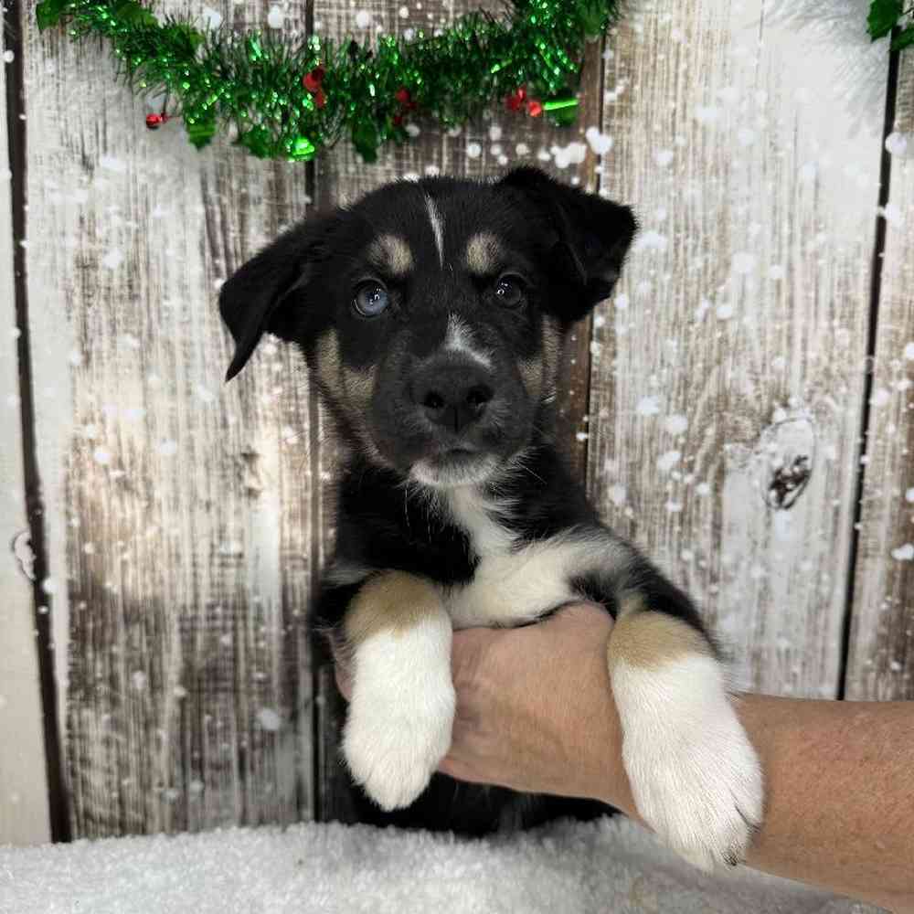 Male Australian Husky Puppy for Sale in Saugus, MA