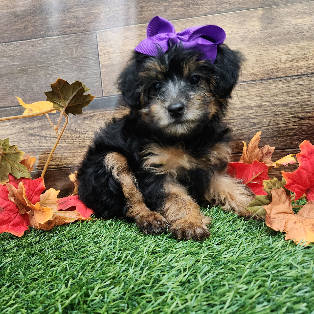 Female Yorkie-Poo Puppy for Sale in Braintree, MA