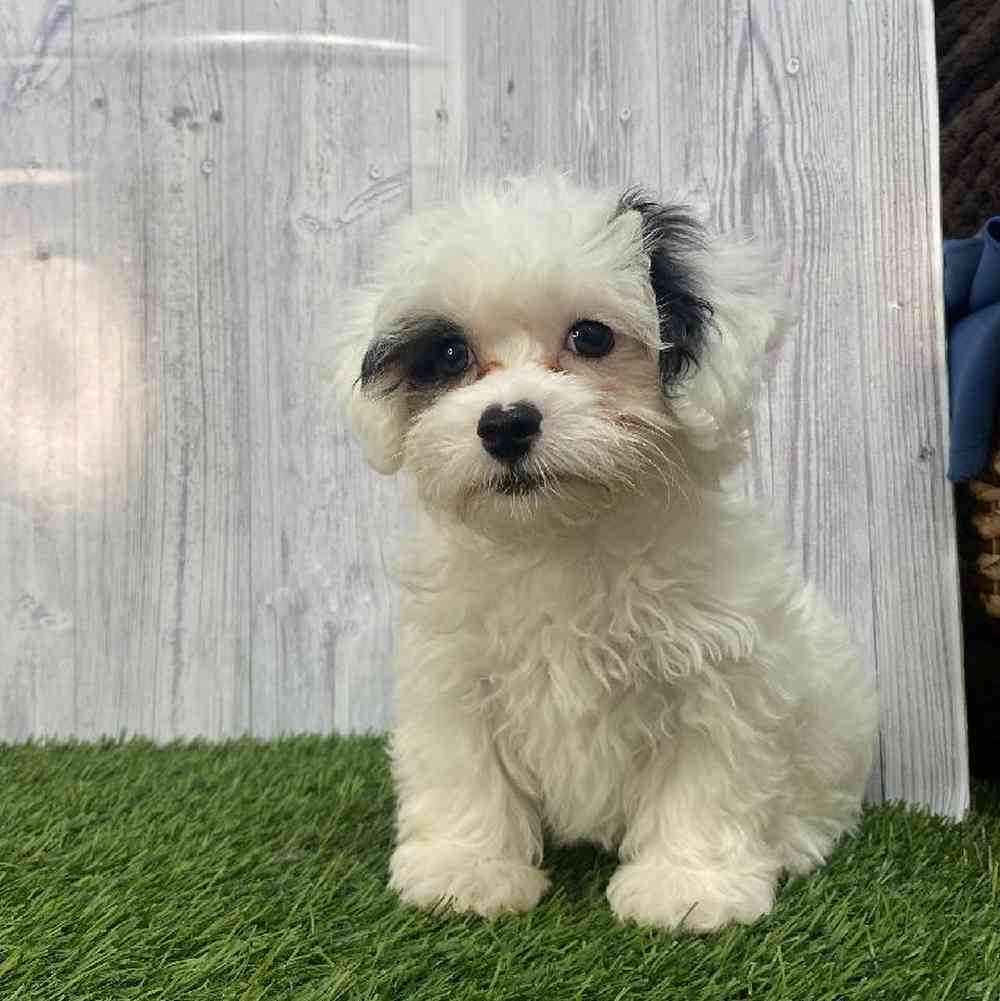 Male Lhasa-Poo Puppy for Sale in Saugus, MA