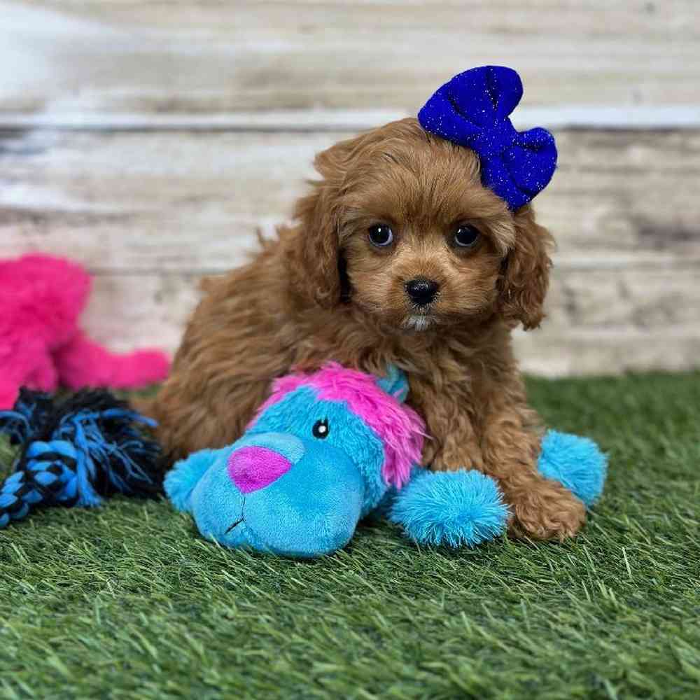 Female Cavapoo Puppy for Sale in Saugus, MA