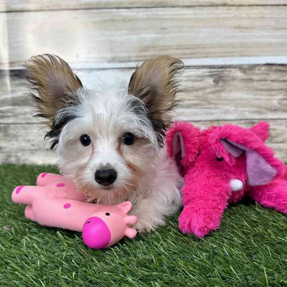 Female Yorkshire Terrier Puppy for Sale in Braintree, MA