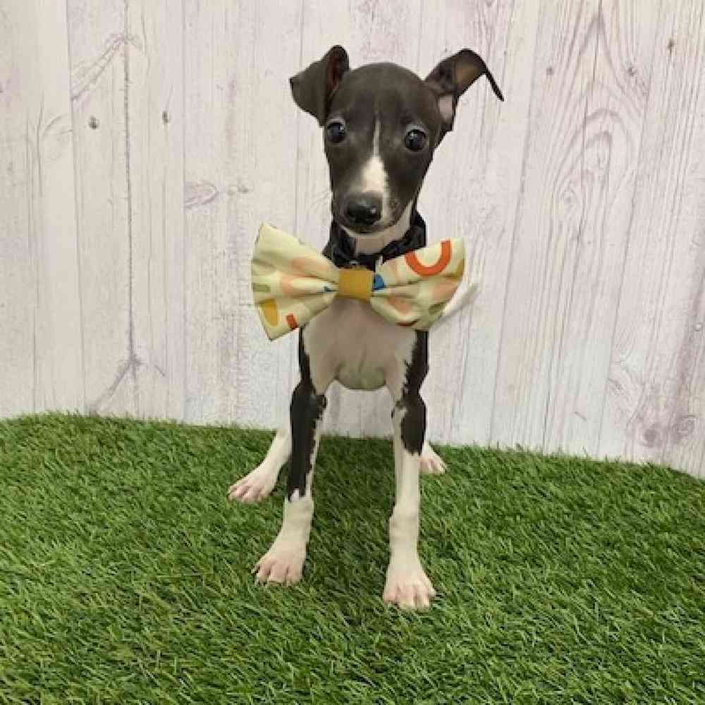 Male Italian Greyhound Puppy for Sale in Braintree, MA
