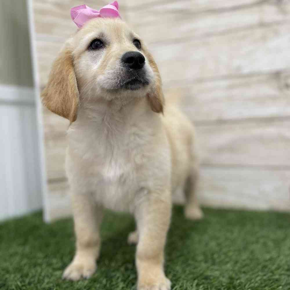 Female Golden Retriever Puppy for Sale in Braintree, MA