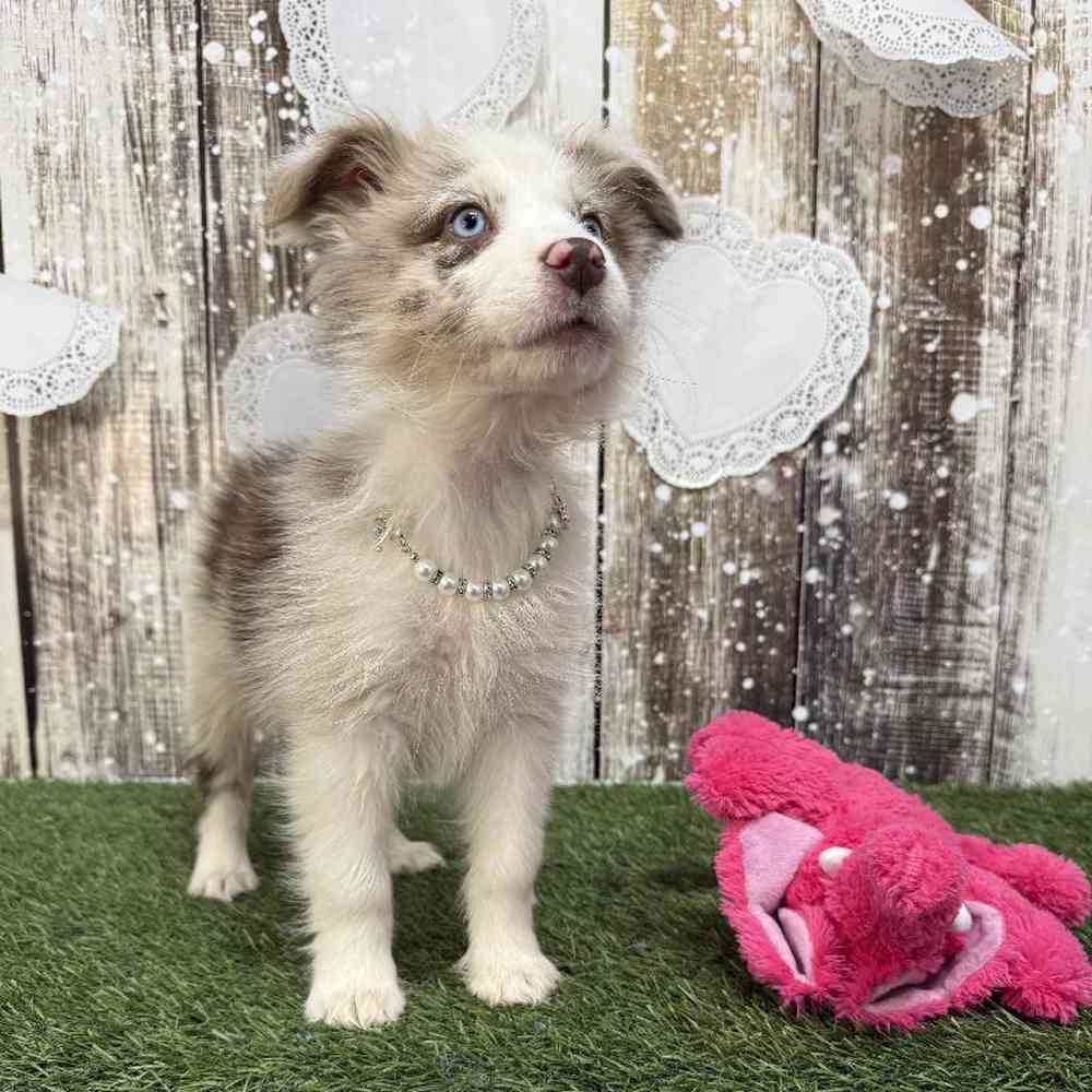 Female Miniature Australian Shepherd Puppy for Sale in Saugus, MA